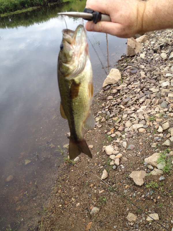 Sudbury River Largemouth Bass