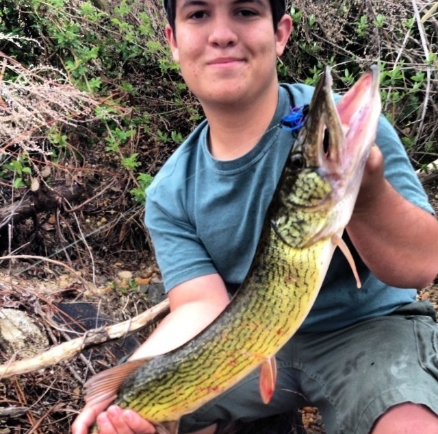 Huge pickerel