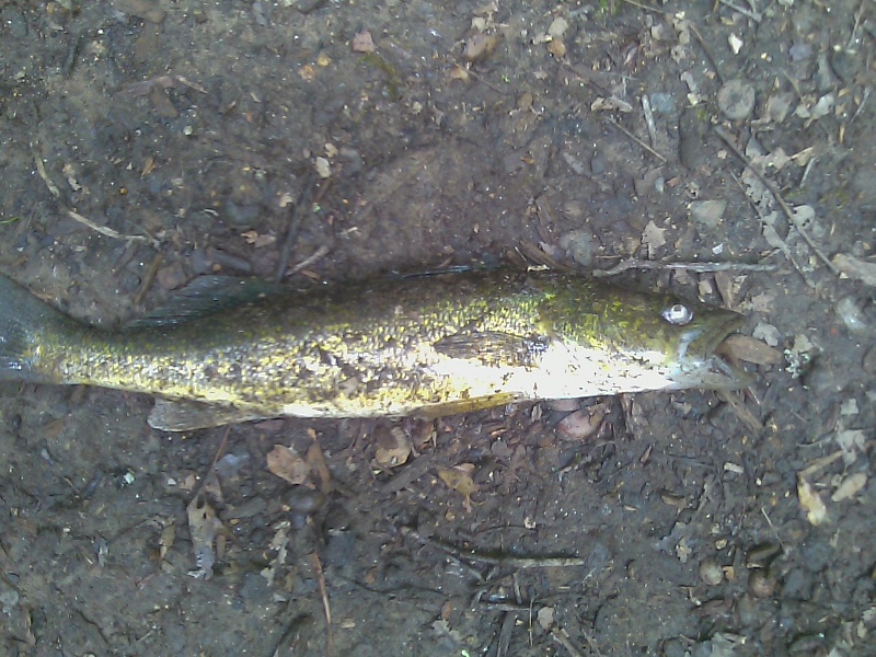 walleye