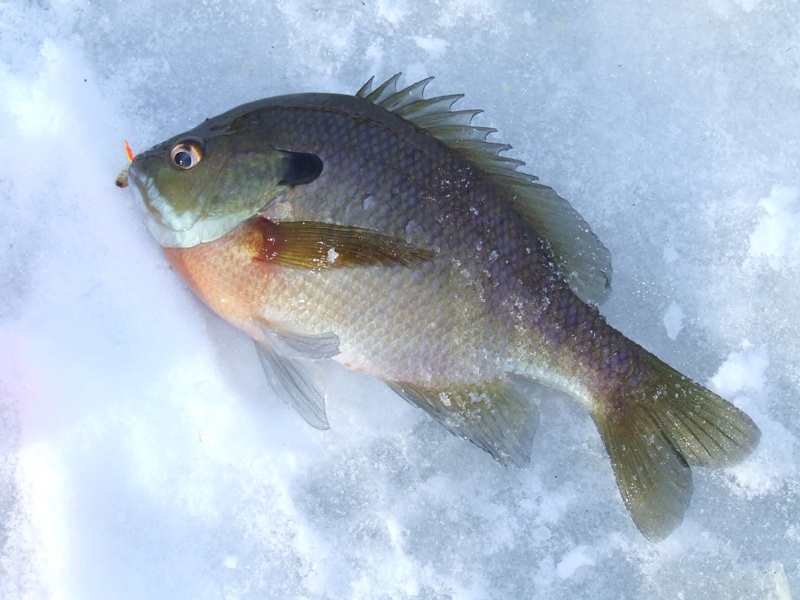 bluegill