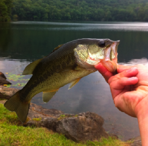 mastatebassfishing