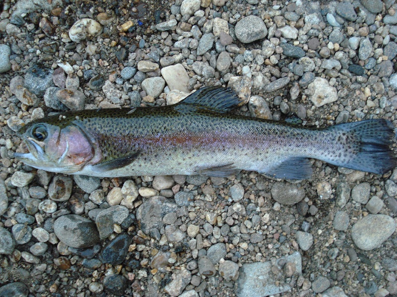 Rainbow Trout